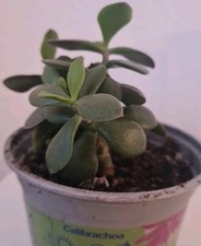 Crassula ovata * Pfennigbaum *