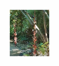 3x Heliconia pogonantha var