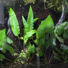 Cryptocorynen  Wasserpflanze