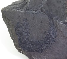 Fisch, Palaeoniscum freieslebeni, Perm, Kupferschiefer, Mansfeld, BRD -m49