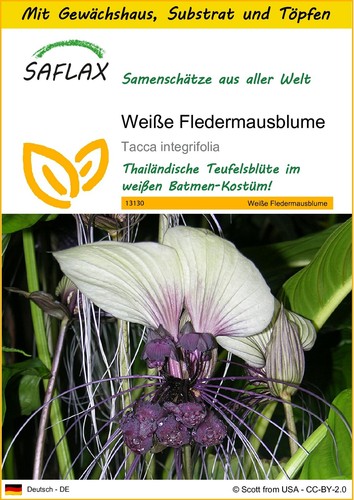Saflax anzuchtset weiße - anzuchtset,