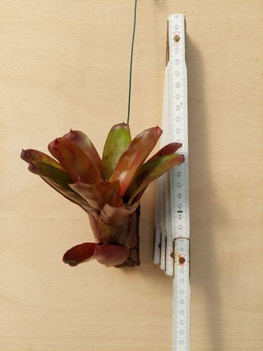 Neoregelia fuego ancho - , fuego-ancho