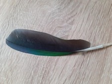Papagei-Feder