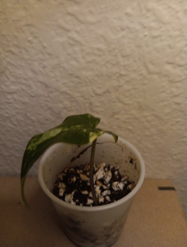 Variegated syngonium albo - variegated,