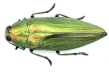 Buprestidae, Chrysochroa