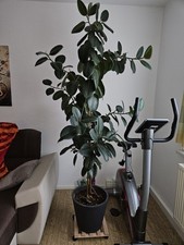 Gummibaum  235 cm, Grün, für