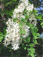 Robinie (Robinia pseudoacacia)