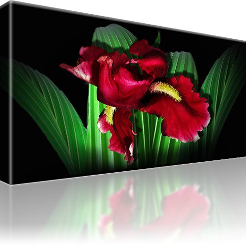 Iris blume rot - bild, bilder