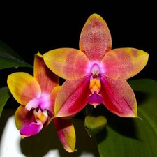 Fragrant orchid phalaenopsis - fragrant,