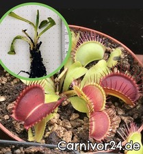 1x Pflanze Venusfliegenfalle