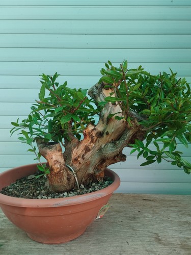 Pre bonsai punica granatum - bonsai,