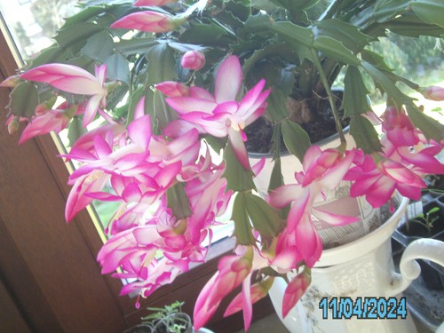 Weihnachtskaktus schlumbergera - weihnachtskaktus,