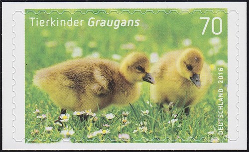 3222 graugans selbstklebend - graugans,,