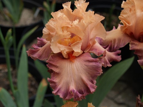 Schwertlilie iris poster - /,