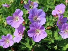 Storchschnabel Geranium Rozanne® unermüdlicher Dauerblüher P9