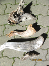Treibholz Schwemmholz, 4