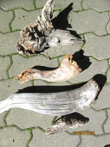 Treibholz schwemmholz 4 - treibholz, schwemmholz,