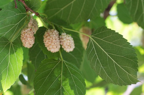 Samen der weiße maulbeerbaum - samen,