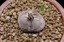 Dioscorea elephantipes Caudex