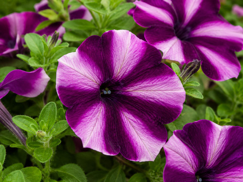 Sale1519 petunie petunia - sale1519,