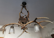 Geweihlampe Damwild &