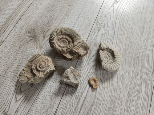 Fossilien ammoniten steine - fossilien,