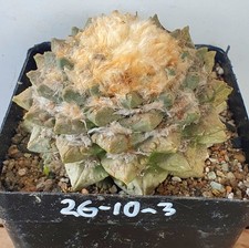 riesiger Ariocarpus  pectinatus, ca 1975-1978  (26-10-3)