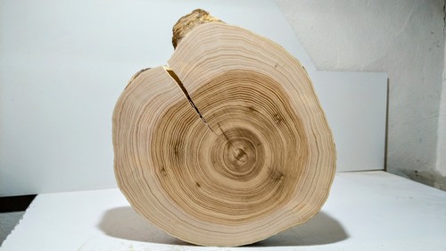Groß baumscheibe - groß,,