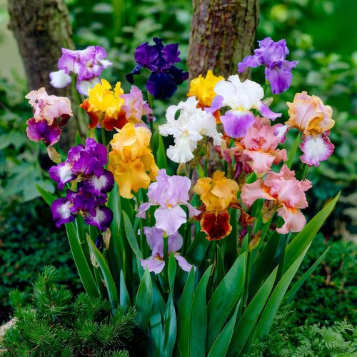 Schwertlilien iris - schwertlilien,