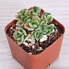 Succulent Live Plant - Aeonium