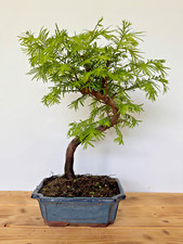 Bonsai Metasequoia /
