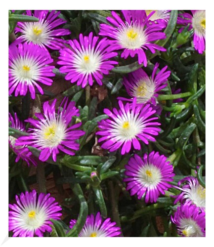 Winterharte eisblume violett - winterharte, "violett