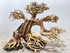 Aquarienwurzel, Bonsai