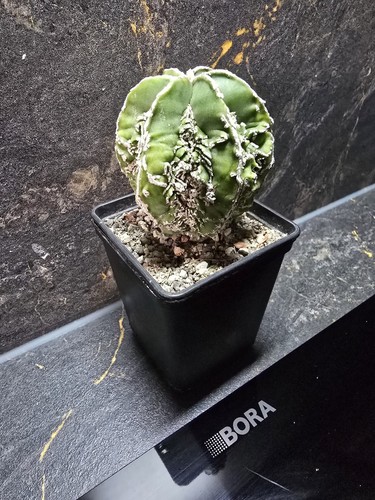 Astrophytum myriostigma - astrophytum,