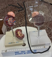 anatomisches Modell der