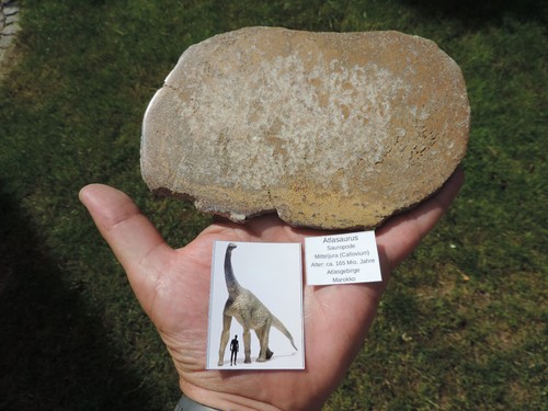 Sauropode atlasaurus aus dem - aus,
