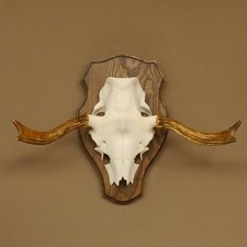 Elchgeweih kleines Elch Geweih