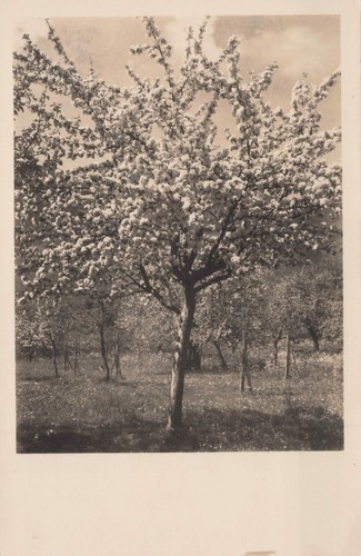 Alte foto ansichtskarte - alte, foto-ansichtskarte