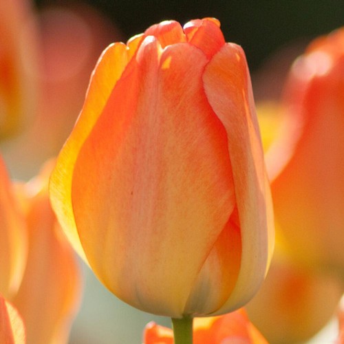 Darwin hybride tulpe daydream - hybride,