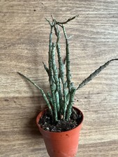 Euphorbia platyclada - bizarr