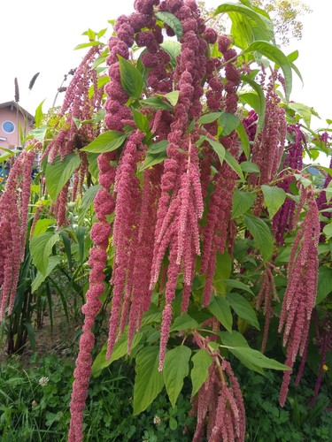 Amaranth coral fountain - „coral, fountain“