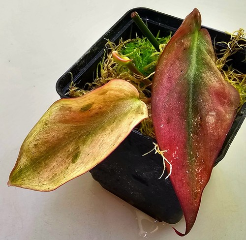 Sehr schöne philodendron - sehr,