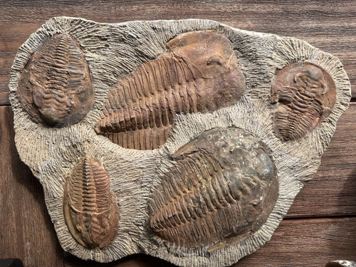 Fossilplatte mit mehreren