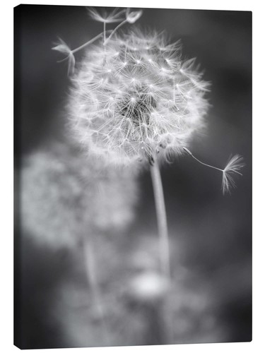 Leinwandbild pusteblume - leinwandbild,
