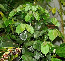 Coffea arabica, Kaffee-Baum, Kaffee-Strauch, Kaffebohne, Bergkaffee, 10 Samen