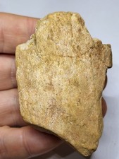 Spinosaurus Semi-Aquatic