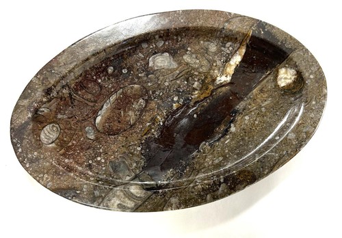 Fm0288 orthoceras schale - fm0288,