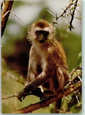 40126015 - Meerkatze Affe