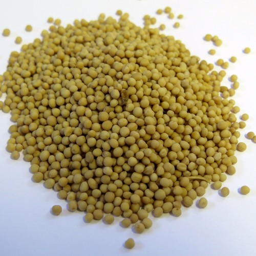 50g senfkörner - 50g,