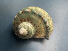 Turbo Marmoratus , Grüne